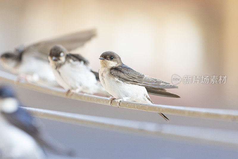 谷仓燕子(Hirundo rustica)在我的窗口靠近。躺在我的衣架上